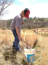 Student replanting trees