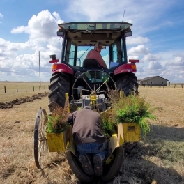 Planting trees