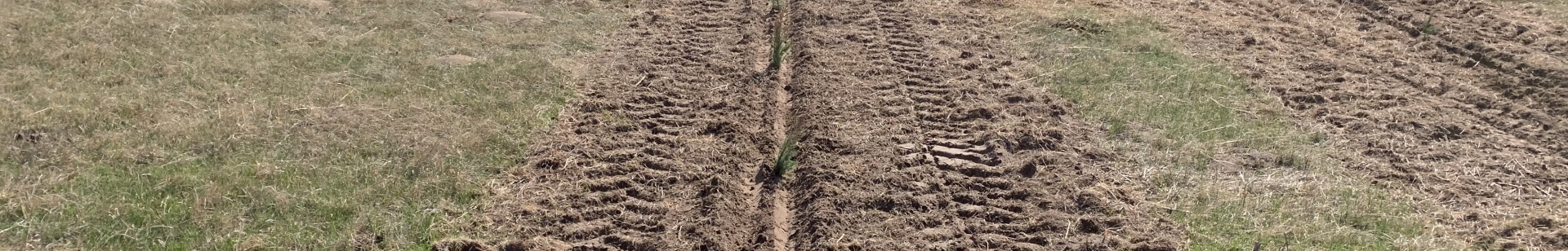 Tree planting in tilled soil