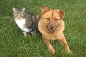 Cat and dog