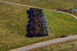 Tree belt dying from high water