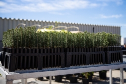 Colorado blue spruce seedlings from Bessey Nursery