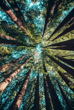 Trees looking upward to the sky 