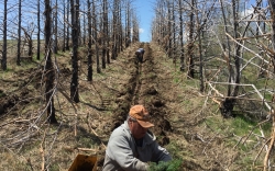 Planting Trees