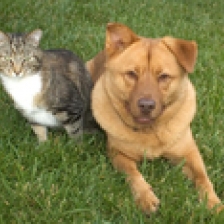 Cat and dog