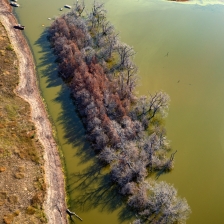 Tree belt drowned out