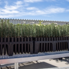 Potted Spruce Trees