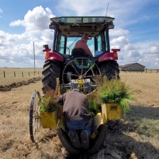 Planting trees