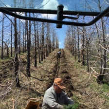 Planting Trees