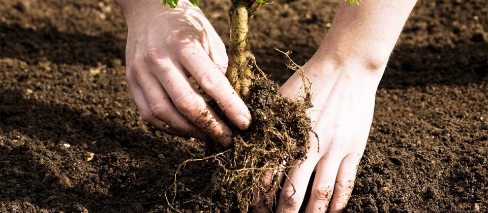 tree planting