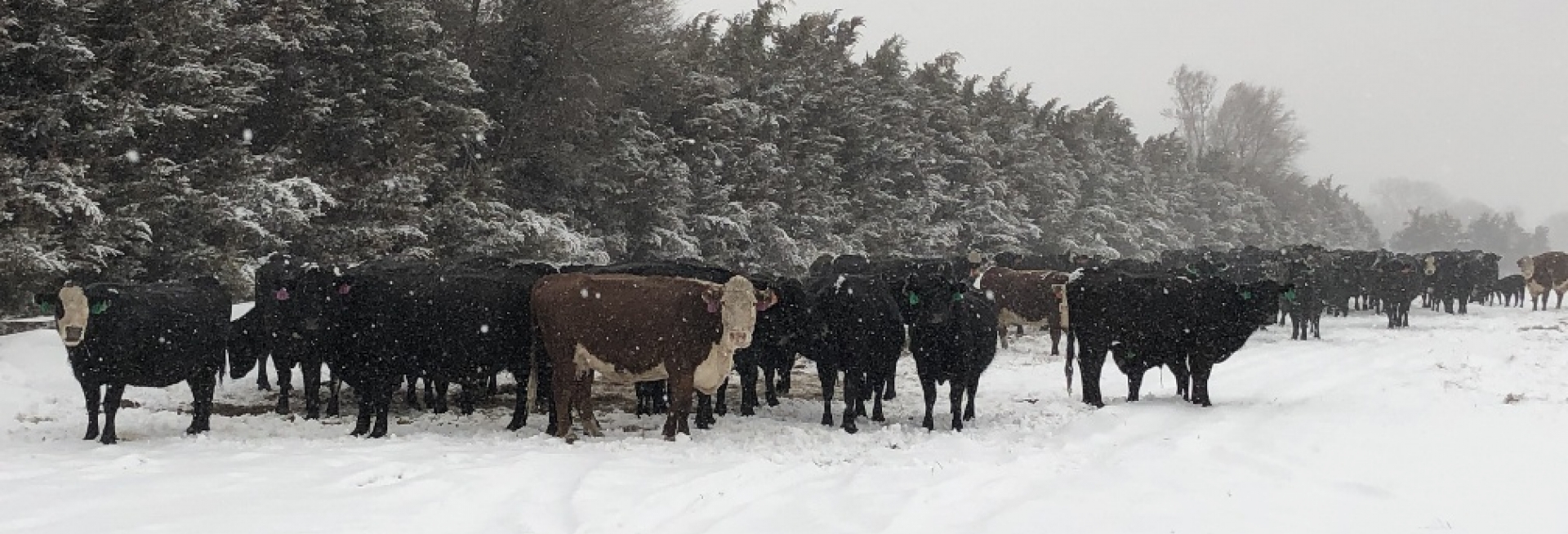 Cattle standing behind a windbreak in the sandhills